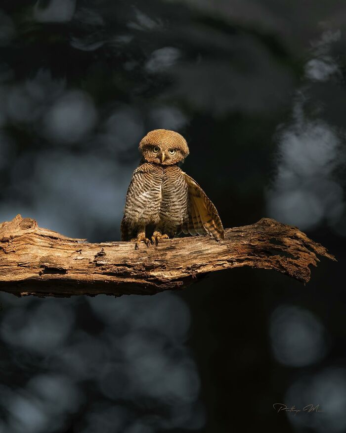 “Jungle Owlet”
