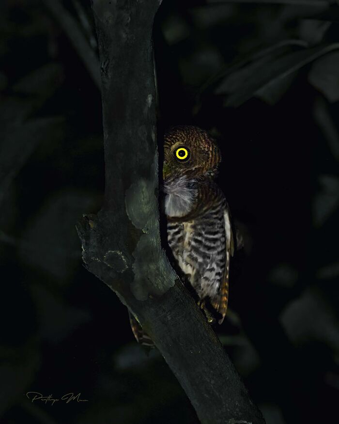 “Jungle Owlet”