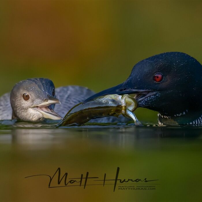 “Adolescent Common Loon Being Fed A Bass”