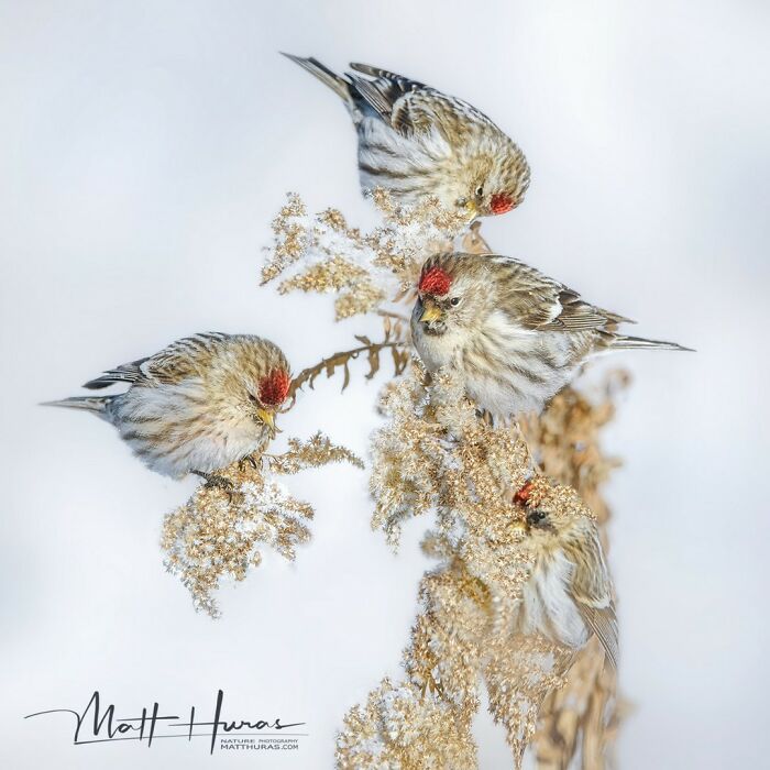 “Redpolls”
