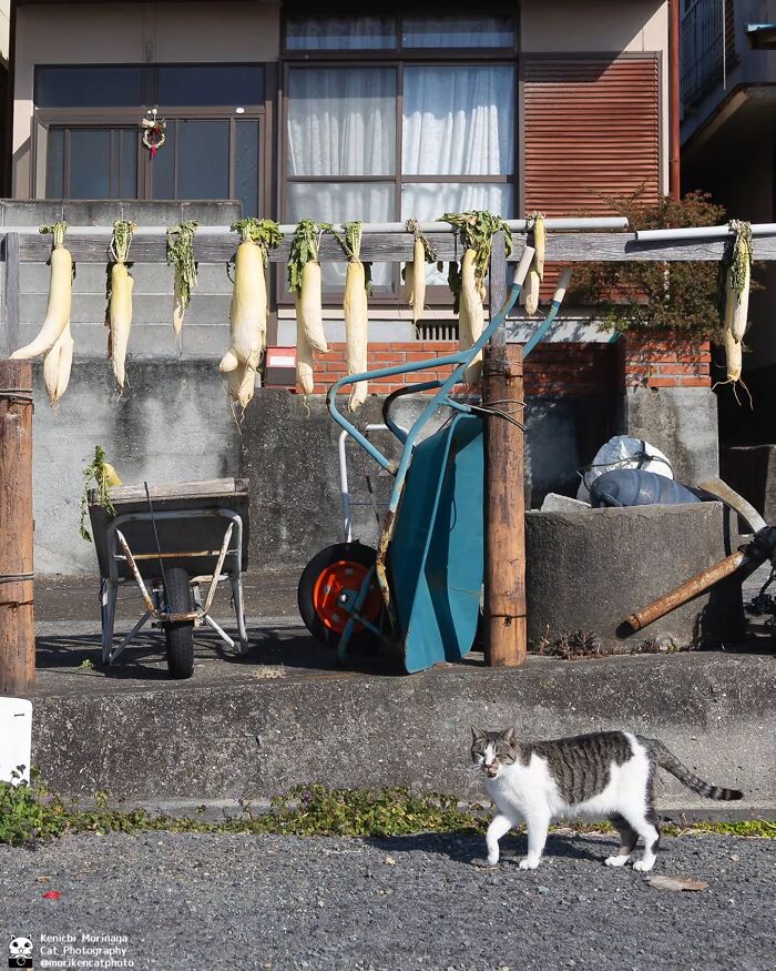 This Photographer Captured Exactly Why Felines Are So Endlessly Entertaining (61 Pics)