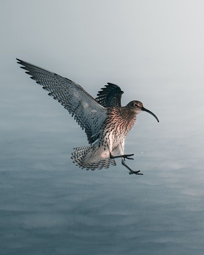40 New Atmospheric Wildlife Photos By Magnus Berggren That Look Like Scenes From A Nordic Fairytale
