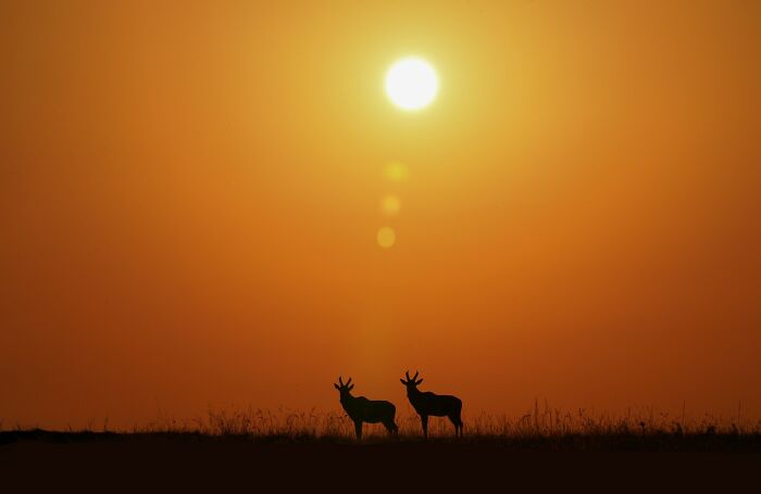 “The Scenic Sunrise Of Masai Mara”
