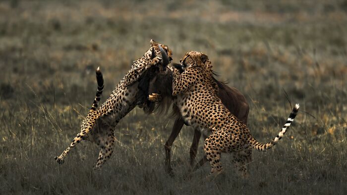 “The Cheetah Hunt”