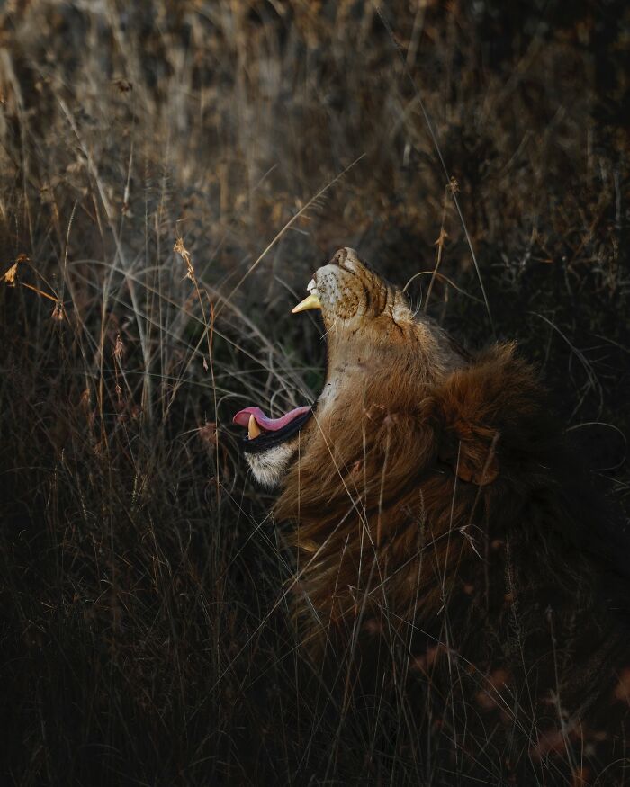“African Lion Yawning”