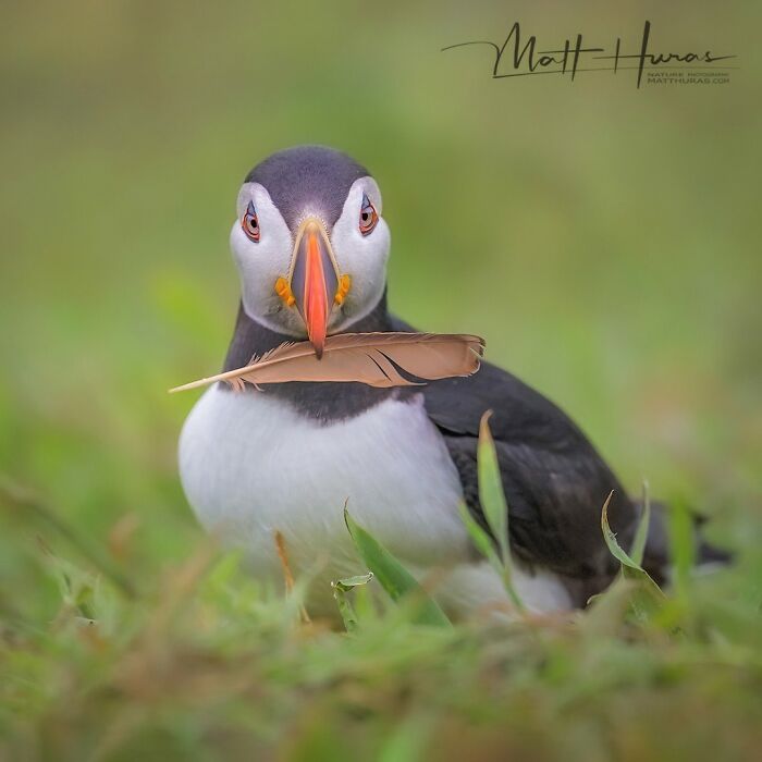 “Atlantic Puffin Searching For Nesting Material”