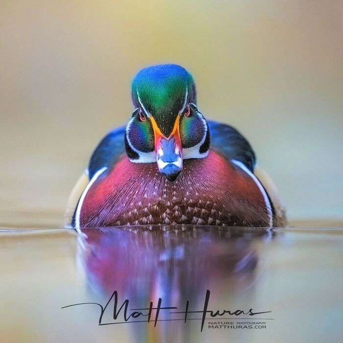 “Male Wood Duck”