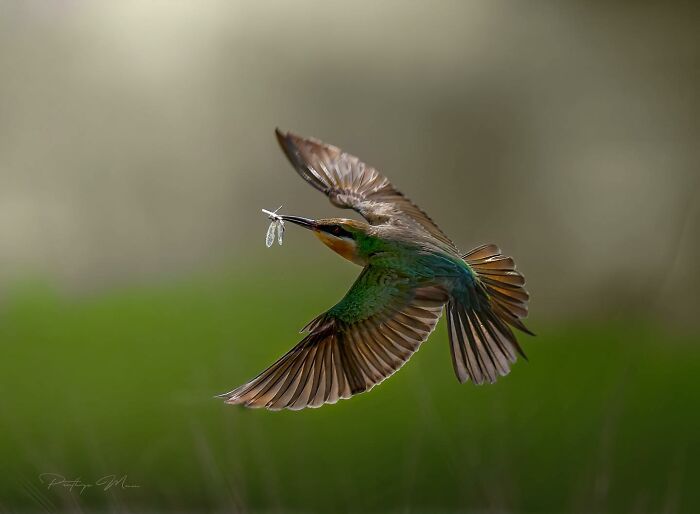 “Blue-Cheeked Bee-Eater”