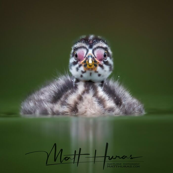 “Baby Red-Necked Grebe”