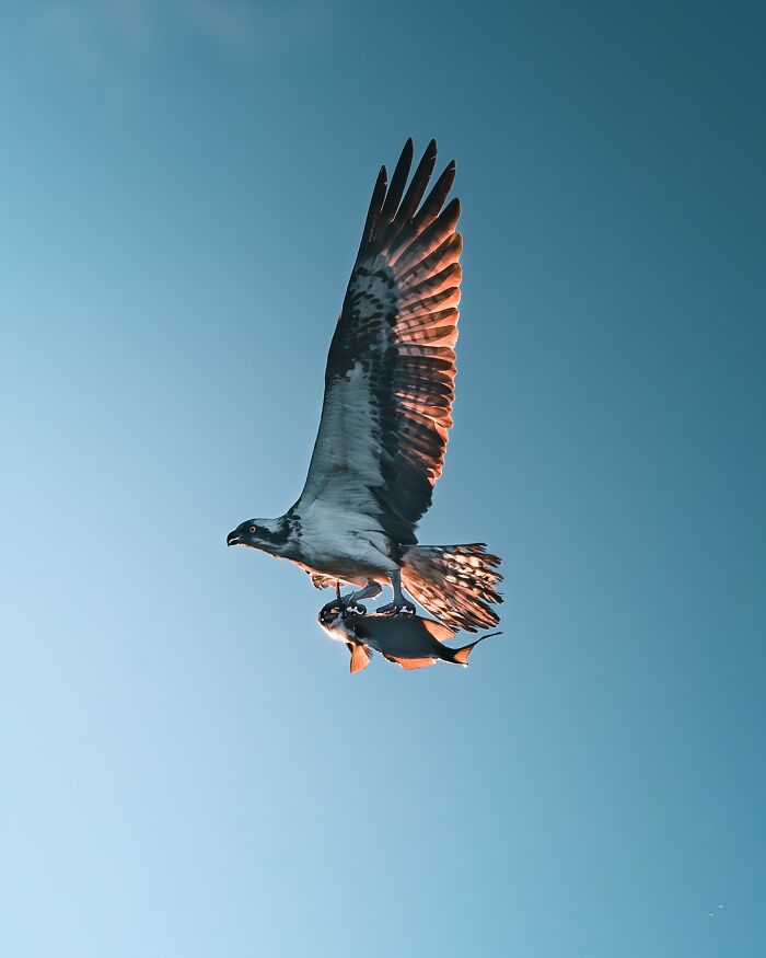 40 New Atmospheric Wildlife Photos By Magnus Berggren That Look Like Scenes From A Nordic Fairytale