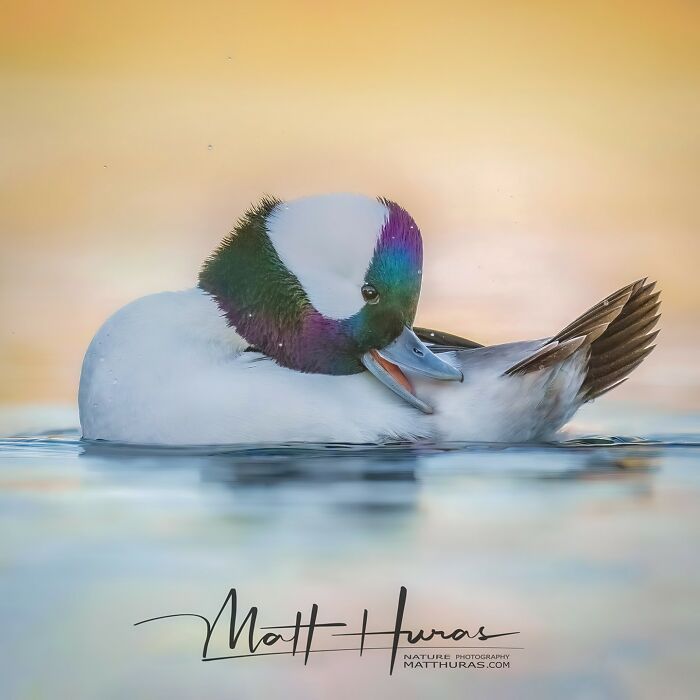 “Bufflehead”