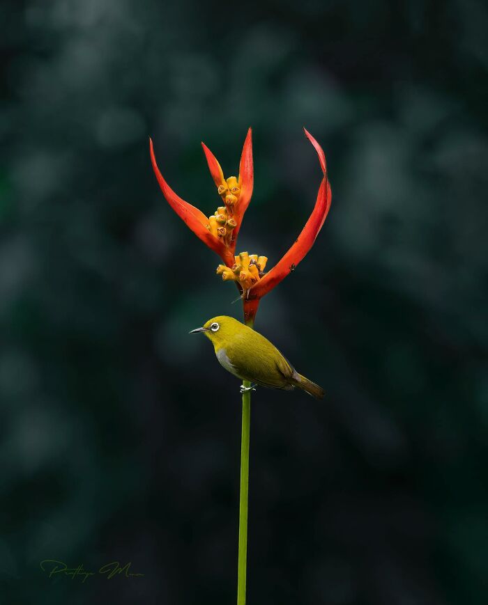 “White-Eye (Zosteropidae)”