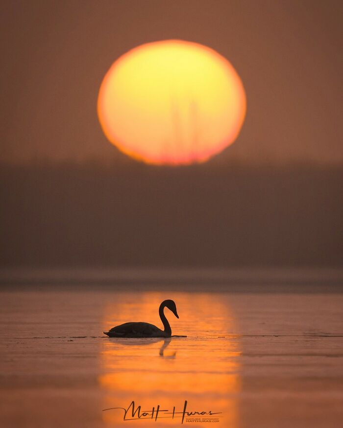 “Swan During Sunrise”