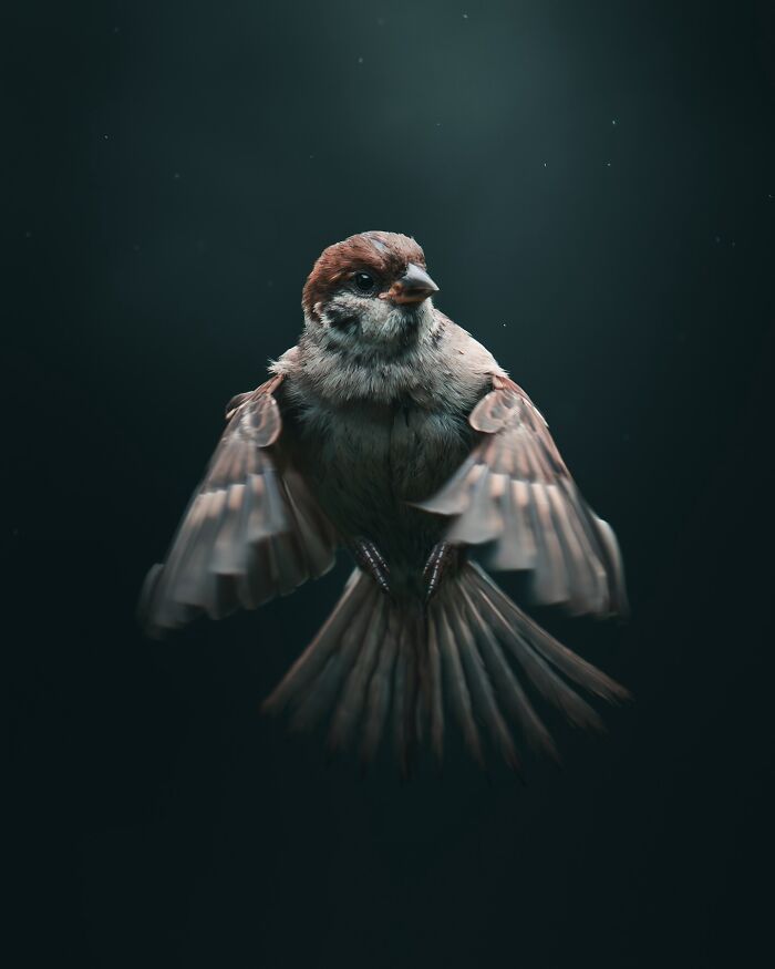 40 New Atmospheric Wildlife Photos By Magnus Berggren That Look Like Scenes From A Nordic Fairytale