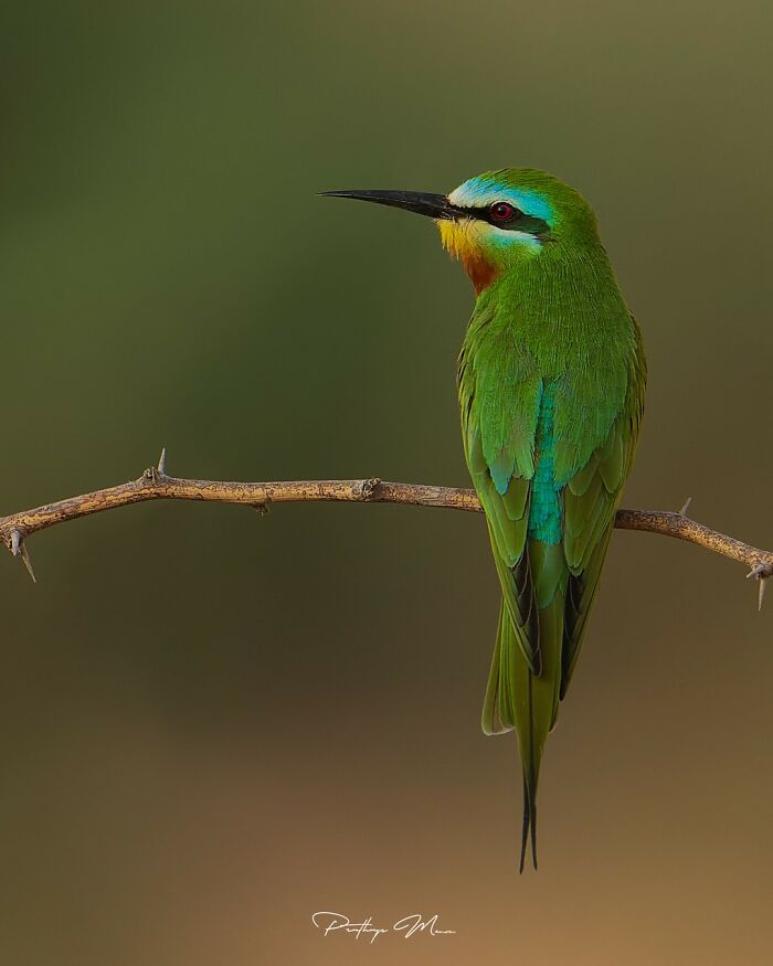 “Blue-Cheeked Bee-Eater”