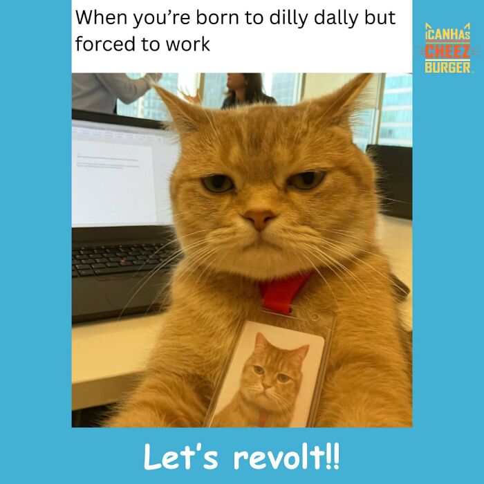 The Original Cat Meme Page Is Still Going Strong: Here Are Some Of The Funniest Posts From I Can Has Cheezburger (50 Pics)