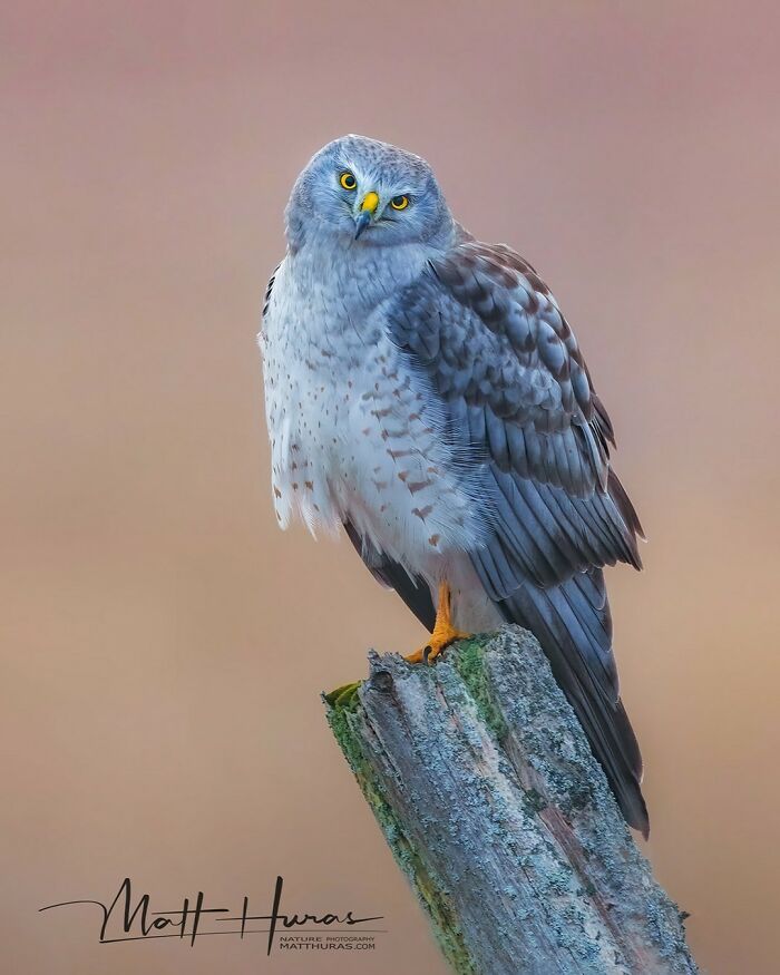 “Northern Harrier”