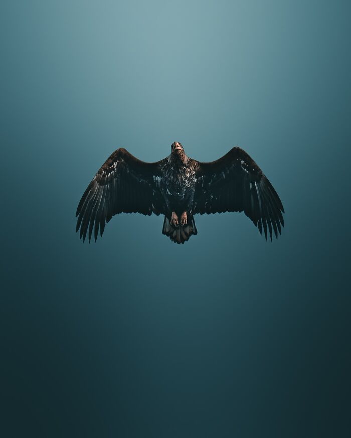 40 New Atmospheric Wildlife Photos By Magnus Berggren That Look Like Scenes From A Nordic Fairytale