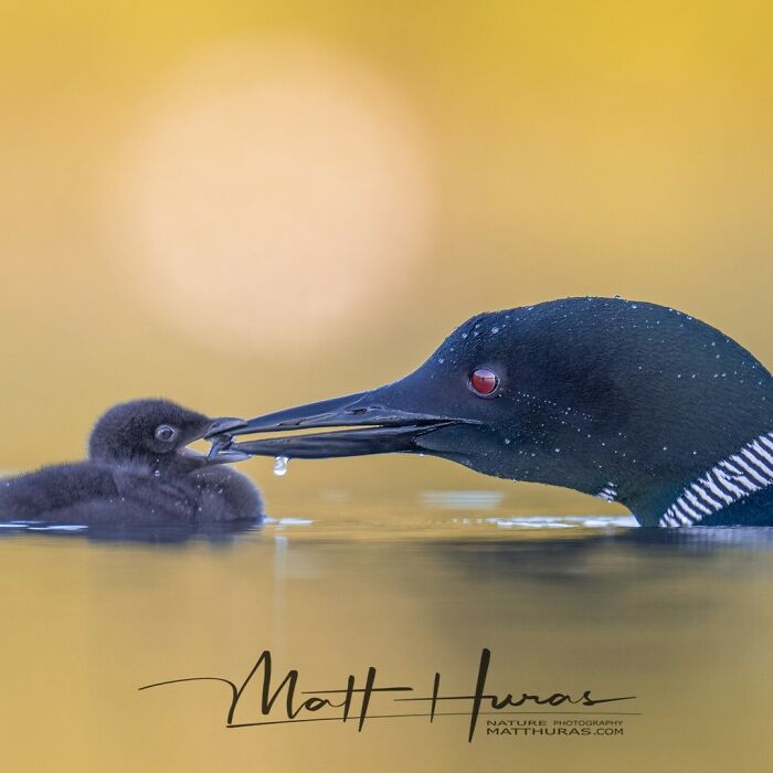 “Common Loon Feeding Its Baby”