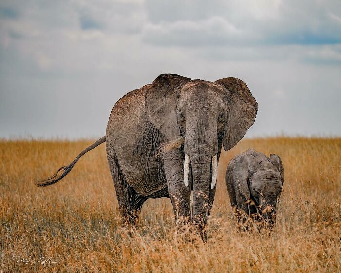 “Mother African Elephant With Her Calf”