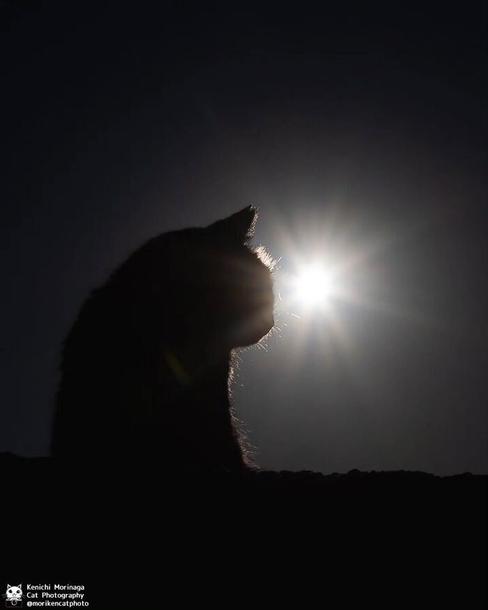 This Photographer Captured Exactly Why Felines Are So Endlessly Entertaining (61 Pics)