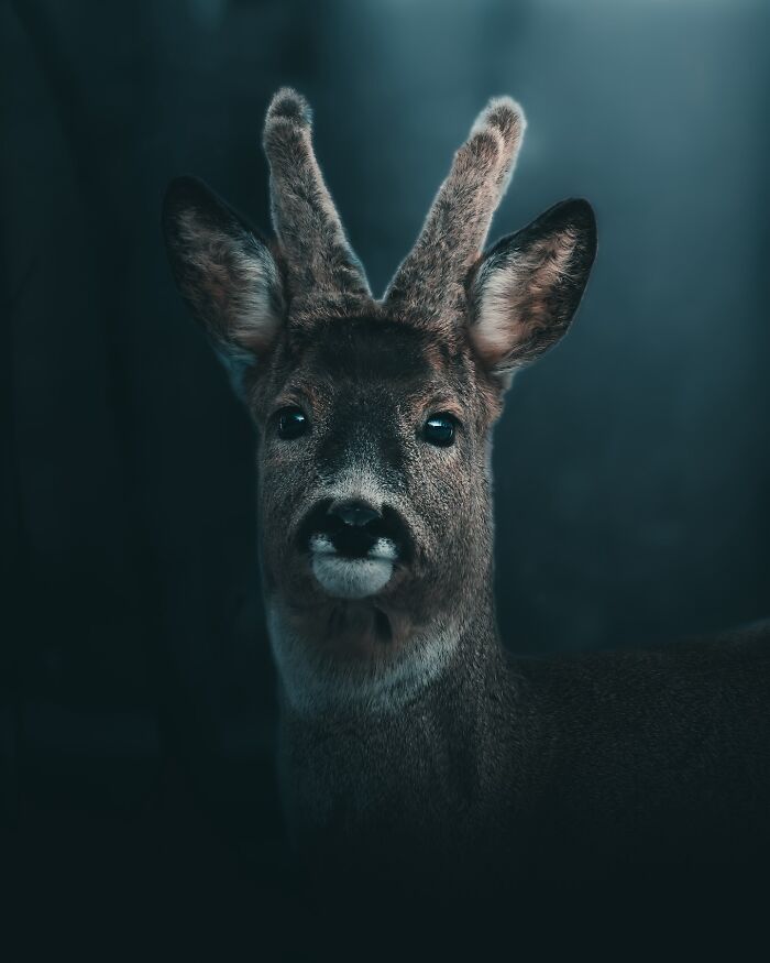 40 New Atmospheric Wildlife Photos By Magnus Berggren That Look Like Scenes From A Nordic Fairytale