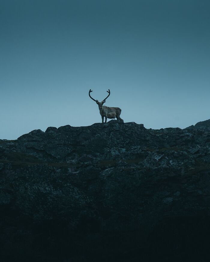 40 New Atmospheric Wildlife Photos By Magnus Berggren That Look Like Scenes From A Nordic Fairytale