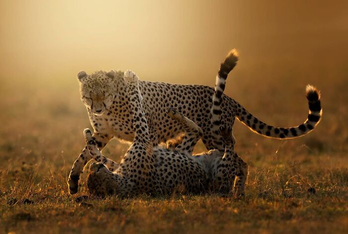 “Winda And Olonyok - Last Two Remaining Members Of The Tano Bora Cheetah Coalition”
