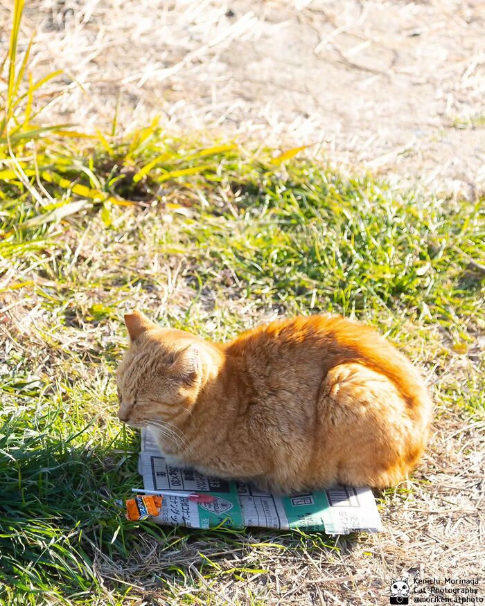 This Photographer Captured Exactly Why Felines Are So Endlessly Entertaining (61 Pics)