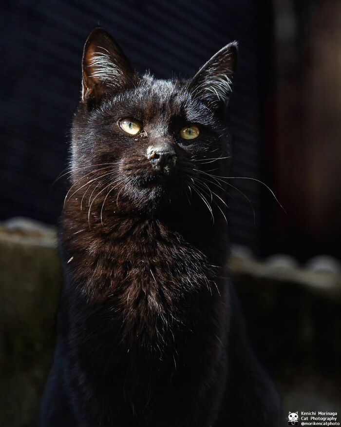 This Photographer Captured Exactly Why Felines Are So Endlessly Entertaining (61 Pics)