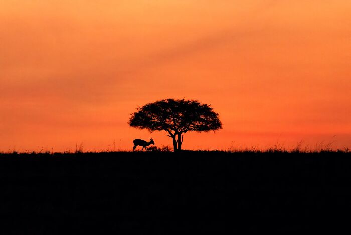 “A Tranquil Morning In Masai Mara”