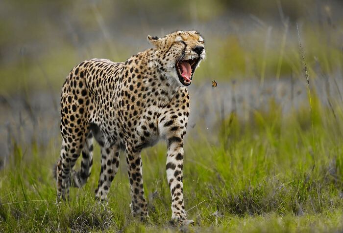 “Cheetah Hunting A Butterfly”