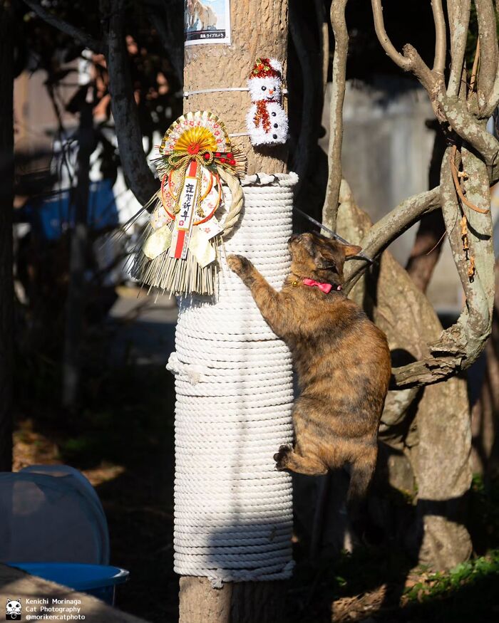 This Photographer Captured Exactly Why Felines Are So Endlessly Entertaining (61 Pics)