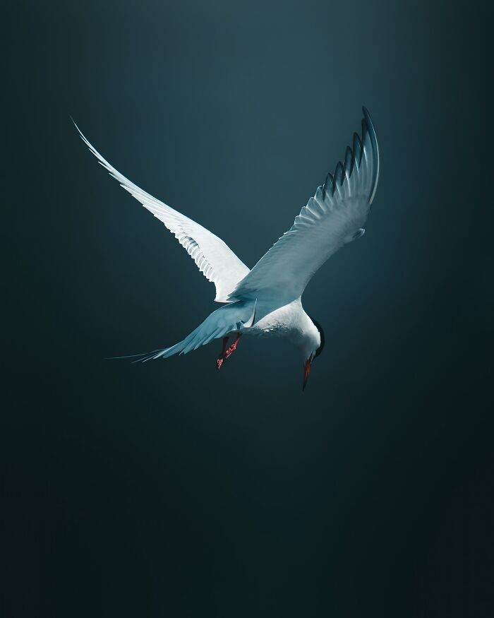 40 New Atmospheric Wildlife Photos By Magnus Berggren That Look Like Scenes From A Nordic Fairytale