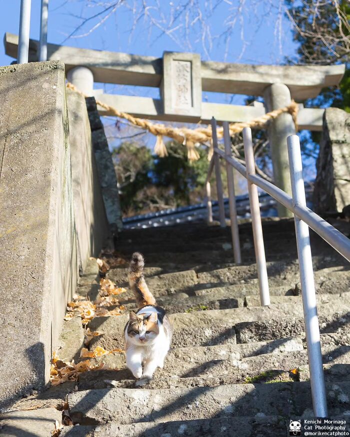 This Photographer Captured Exactly Why Felines Are So Endlessly Entertaining (61 Pics)