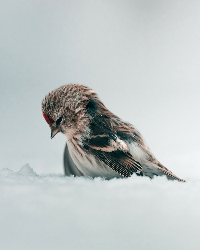 40 New Atmospheric Wildlife Photos By Magnus Berggren That Look Like Scenes From A Nordic Fairytale