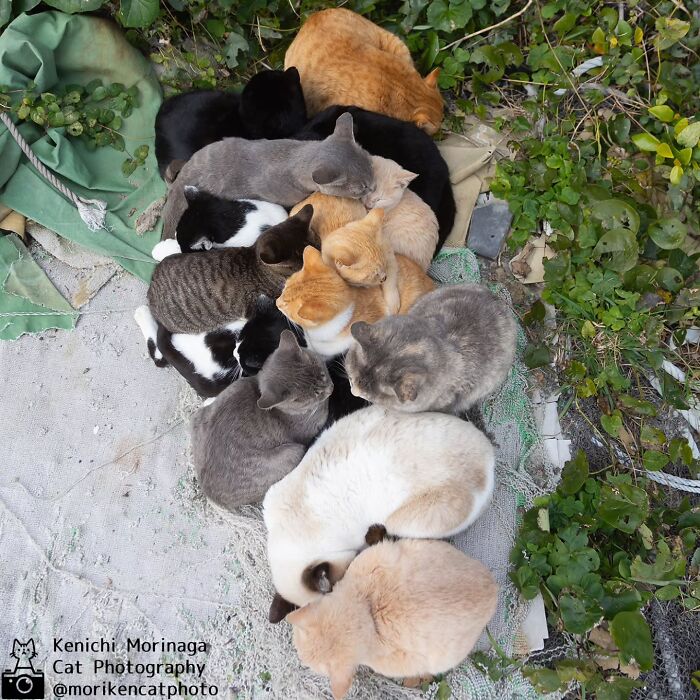 This Photographer Captured Exactly Why Felines Are So Endlessly Entertaining (61 Pics)