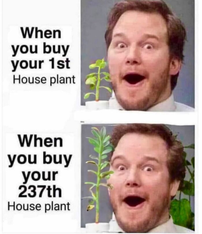 Meme of Chris Pratt's surprised face paired with text about buying a 1st vs 237th house plant. Perfect for crazy plant parent humor.