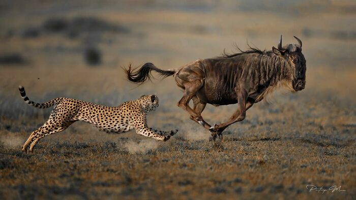 “Cheetah Hunting An African Widebeest”
