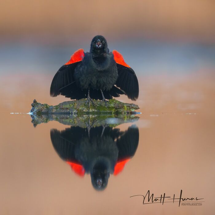 “Red-Winged Blackbird”