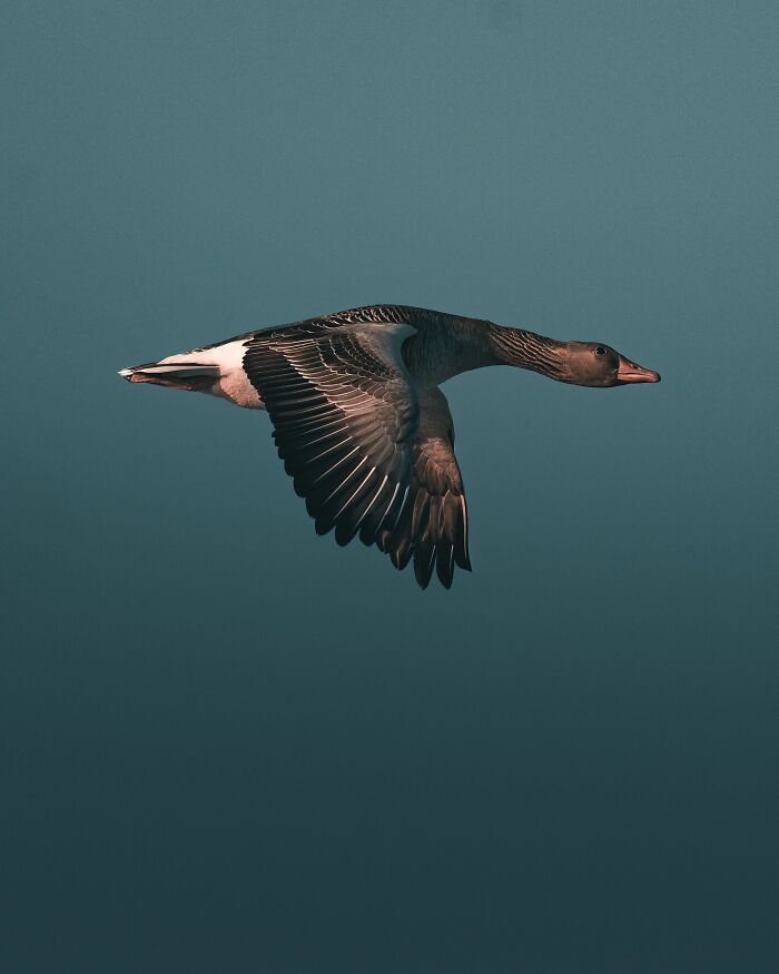 40 New Atmospheric Wildlife Photos By Magnus Berggren That Look Like Scenes From A Nordic Fairytale