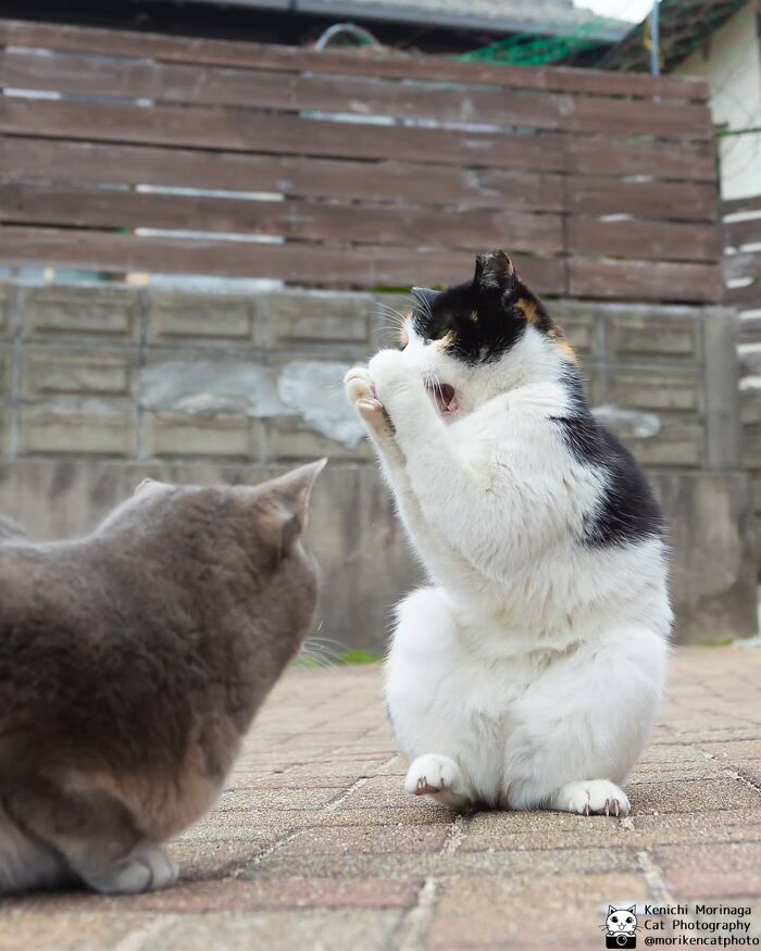 This Photographer Captured Exactly Why Felines Are So Endlessly Entertaining (61 Pics)