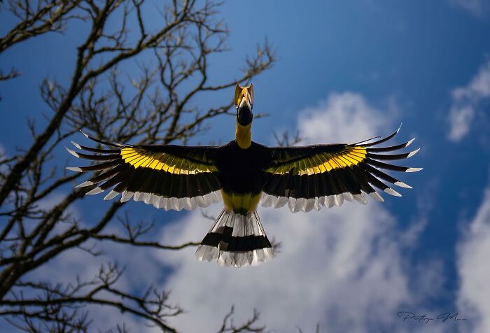 “Great Hornbill”