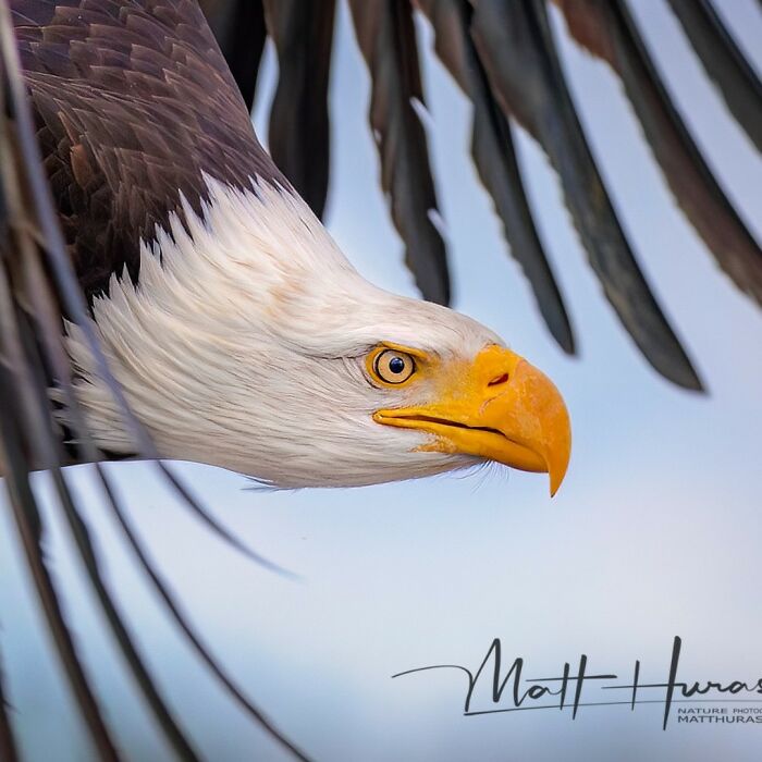 “Bald Eagle”