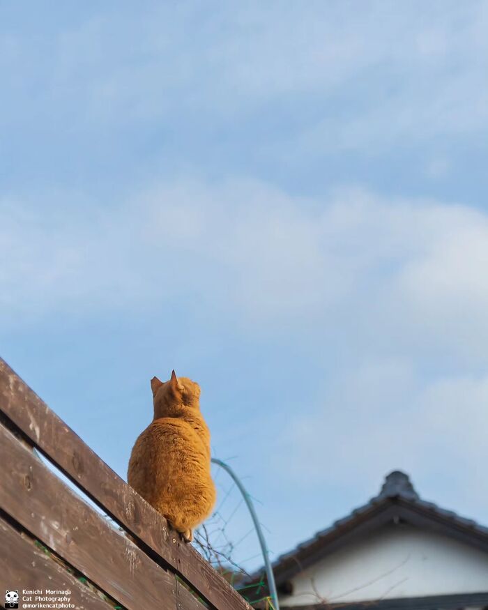 This Photographer Captured Exactly Why Felines Are So Endlessly Entertaining (61 Pics)