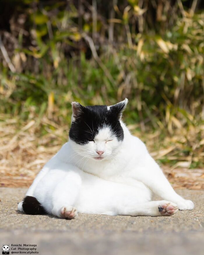 This Photographer Captured Exactly Why Felines Are So Endlessly Entertaining (61 Pics)