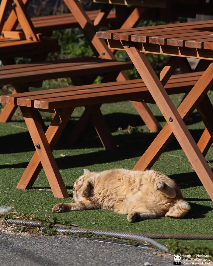 This Photographer Captured Exactly Why Felines Are So Endlessly Entertaining (61 Pics)