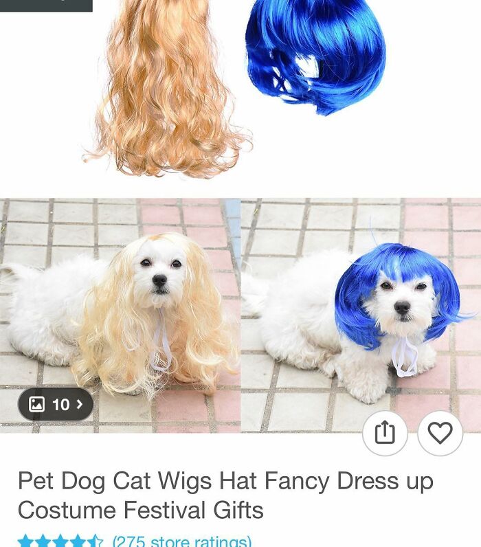 White dog wearing blonde and blue wigs in a funny costume, surprising shoppers on Wish with pet dress-up gifts.