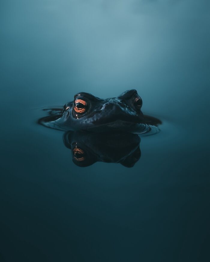 40 New Atmospheric Wildlife Photos By Magnus Berggren That Look Like Scenes From A Nordic Fairytale