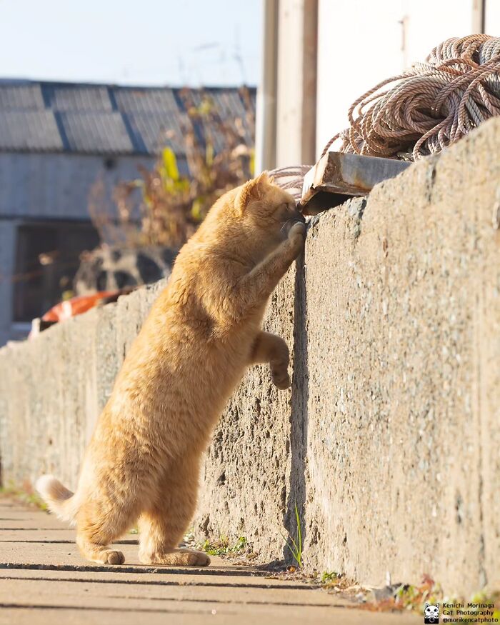 This Photographer Captured Exactly Why Felines Are So Endlessly Entertaining (61 Pics)